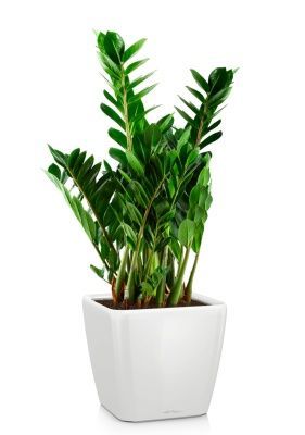 Замиокулькас 21/80 см в QUADRO LS 28, белый блестящий