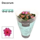Каланхоэ Calandiva розовый (decorum) d12 см h24 см Каланхоэ Calandiva розовый (decorum) d12 см h24 см
