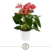 Антуриум Ливиум красный d14 см h50 см тип 2 Антуриум Ливиум красный d14 см h50 см тип 2