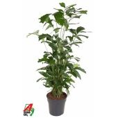 Кариота Митис d31 см h180 см Кариота Митис d31 см h180 см