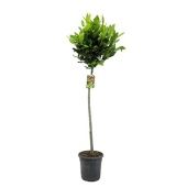 Лавр Нобилис d27 см h160 см