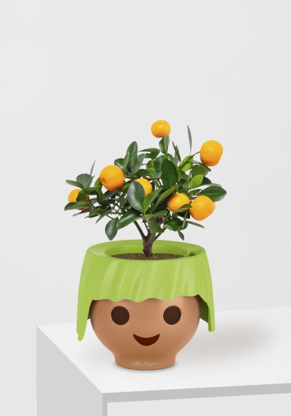 Цитрус Каламондин 12/30 см в OJO Цитрус Каламондин 12/30 см в OJO