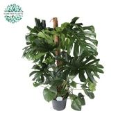 Монстера Делициоза на опоре d35 см h150 см тип 1