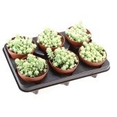 Седум Буритто d12 см h12.5 см Седум Буритто d12 см h12.5 см