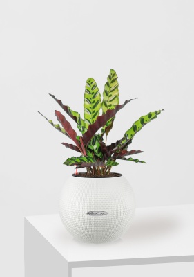 Калатея Лансифолия 12/30 см в PURO 20