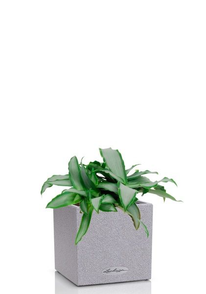 Мурдания в CANTO STONE 14 Мурдания в CANTO STONE 14