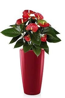 Антуриум красный в RONDO 32