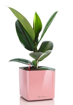 Фикус Эластика Робуста 12/40 см в CUBE GLOSSY KISS 14, кремовый блестящий