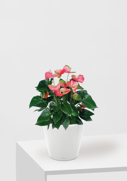 Антуриум Свитхард Пинк 17/60 см в CLASSICO LS 21 Антуриум Свитхард Пинк 17/60 см в CLASSICO LS 21