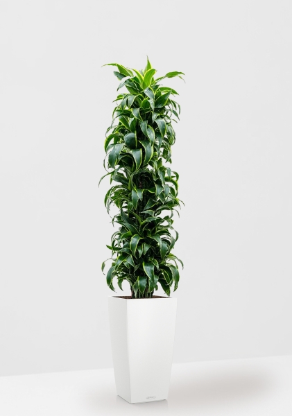 Драцена Дорадо бранч 34/170 см в CUBICO COLOR 40 Драцена Дорадо бранч 34/170 см в CUBICO COLOR 40