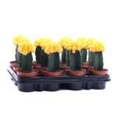 Гимнокалициум желтый d8.5 см h22.5 см Гимнокалициум желтый d8.5 см h22.5 см