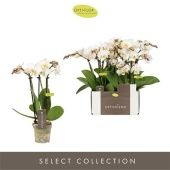 Фаленопсис 3 ствола Optifriend Zoë d7 см h25 см