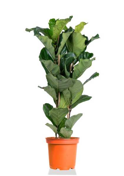 Фикус Лирата 2 ствола d24 см h120 см тип 1 Фикус Лирата 2 ствола d24 см h120 см тип 1