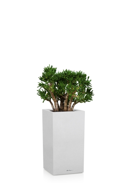 Крассула Хоббит 30/60 см в CANTO STONE HIGH 30