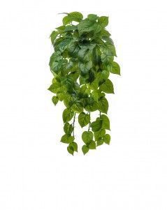 Филодендрон крупнолистный ампельный большой