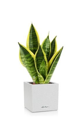 Сансевиерия Футура Суперба в CANTO STONE 14, белый песок Сансевиерия Футура Суперба в CANTO STONE 14, белый песок