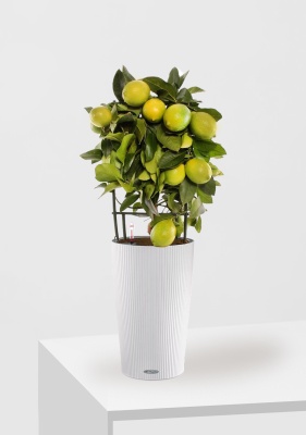 Цитрус Лимон на решетке 19/65 см в CILINDRO 32