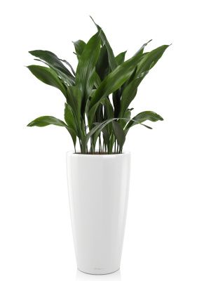 Аспидистра RONDO 40/135 см, белый блестящий Аспидистра RONDO 40/135 см, белый блестящий