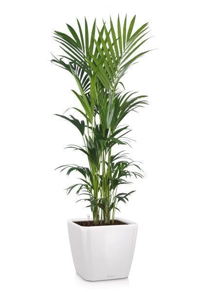 Ховея Кентия 31/220 в QUADRO LS 43