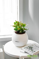 Крассула Овата сансет 12/20 см в CUBE GLOSSY 14