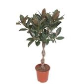 Фикус Эластика Мелани d27 см h120 см