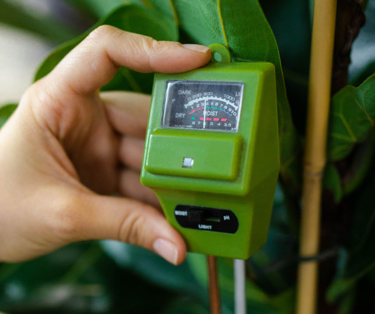 Что делать, если залили растение?