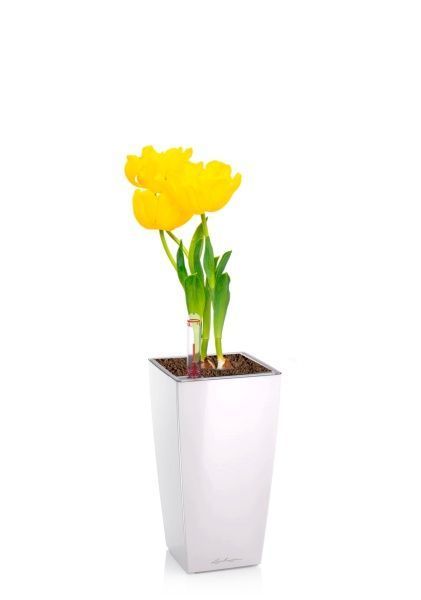 Тюльпан 7/15 см в MINI CUBI Тюльпан 7/15 см в MINI CUBI