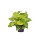 Хомаломена Lemon Lime d15 см h30 см