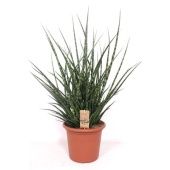 Сансевиерия Фернвуд Панк d25 см h90 см Сансевиерия Фернвуд Панк d25 см h90 см