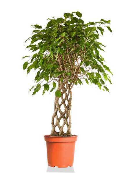 Фикус Бенджамина Экзотика решетка d24 см h100 см Фикус Бенджамина Экзотика решетка d24 см h100 см