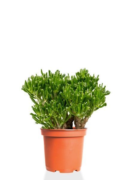 Крассула Хоббит 23/40 см