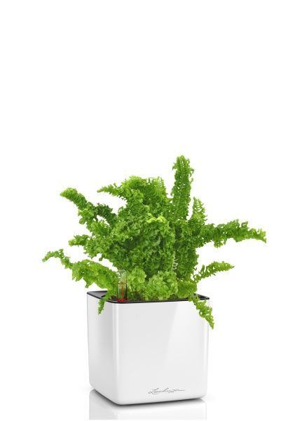 Папоротник Нефролепис Возвышенный в CUBE GLOSSY 14 Папоротник Нефролепис Возвышенный в CUBE GLOSSY 14