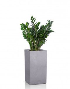 Замиокулькас CANTO STONE HIGH 30/120 см Серый камень Замиокулькас CANTO STONE HIGH 30/120 см Серый камень