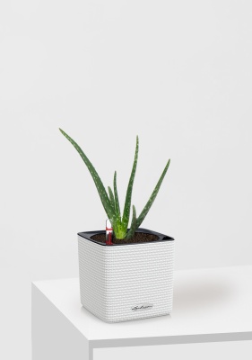 Алоэ Вера в CUBE 14, белый Алоэ Вера в CUBE 14, белый