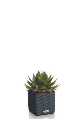 Алоэ Космо 13/20 см в CUBE COLOR 16, серый Алоэ Космо 13/20 см в CUBE COLOR 16, серый