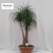 Нолина бранч d55 см h180 см Нолина бранч d55 см h180 см