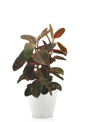 Фикус Эластика Белиз 3 ствола 27/100 см CLASSICO COLOR 35, белый