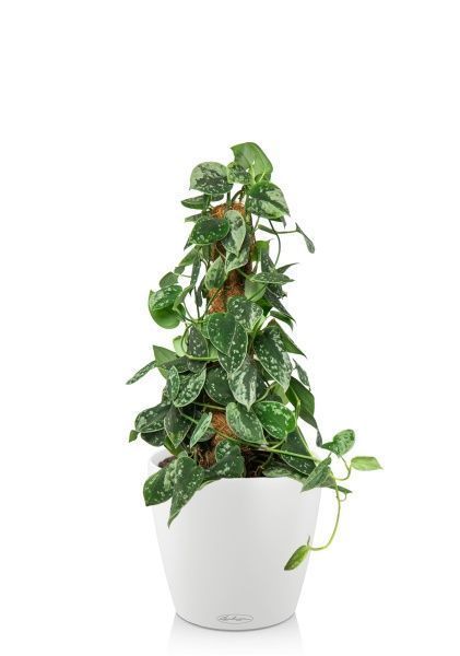 Сциндапсус Пиктус на опоре в CLASSICO 18