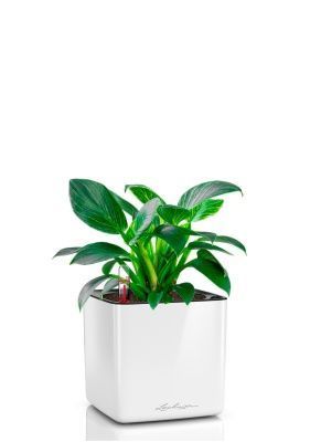 Филодендрон Биркин 12/30 см в CUBE GLOSSY 16, белый блестящий Филодендрон Биркин 12/30 см в CUBE GLOSSY 16, белый блестящий