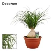 Нолина шар (Декорум) d25 см h55 см Нолина шар (Декорум) d25 см h55 см