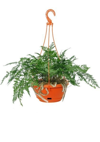 Папоротник Даваллия 18/40 см Папоротник Даваллия 18/40 см