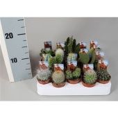 Кактус микс d5.5 см h5 см тип 2