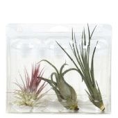 Тилландсия Blister Small d6 см h15 см