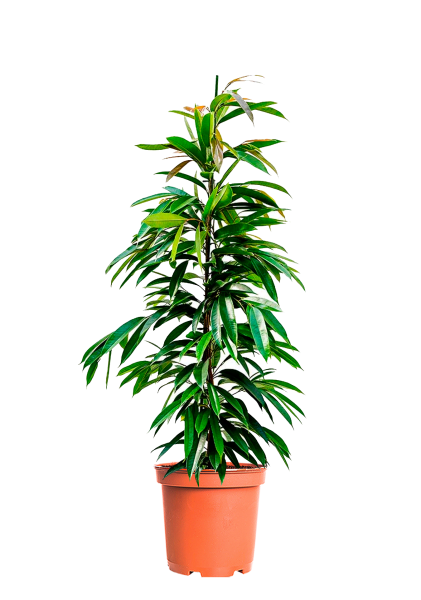 Фикус Биннендийка Амстел Кинг 17/100 см