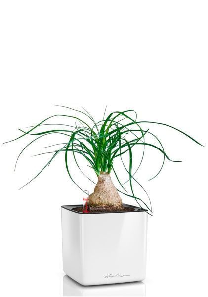 Нолина на стволе 12/35 в CUBE GLOSSY 14