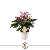 Антуриум Андрианум Зизу d12 см h40 см