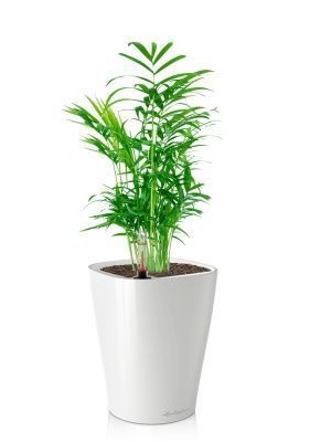 Хамедорея 9/30 в DELTINI 14, белый блестящий