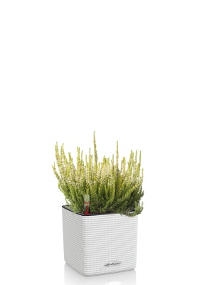 Вереск (Эрика) белый в CUBE COLOR 14