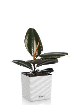 Фикус Эластика CUBE COLOR 14/35 см Белый