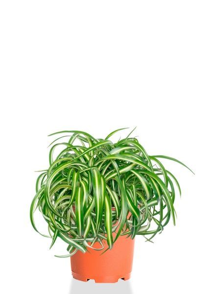 Хлорофитум Оушен 23/40 см